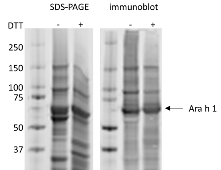 Western blot using anti peanut Ara h1, clone 17 antibodies